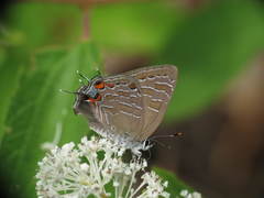 Satyrium liparops