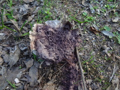 Calvatia cyathiformis