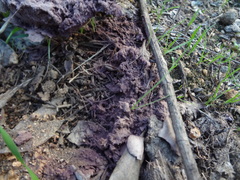 Calvatia cyathiformis