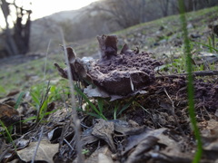 Calvatia cyathiformis