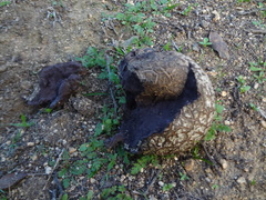 Calvatia cyathiformis