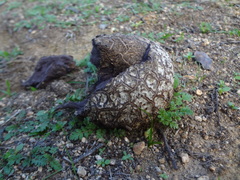 Calvatia cyathiformis