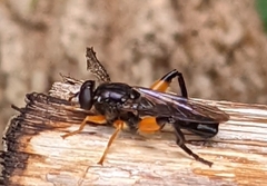 Chalcosyrphus curvaria