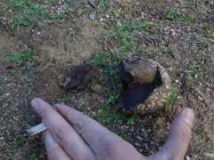 Calvatia cyathiformis