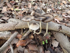 Coprinopsis alopecia