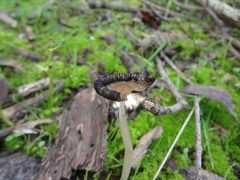 Coprinopsis alopecia