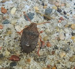 Holcostethus abbreviatus