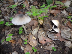 Coprinopsis alopecia