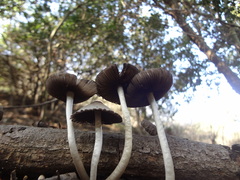 Coprinopsis alopecia