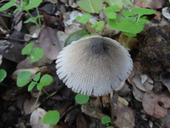 Coprinopsis alopecia