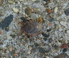 Holcostethus abbreviatus