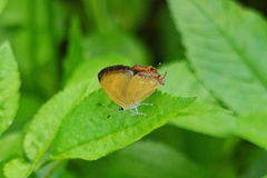 Heliophorus ila
