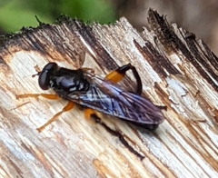 Chalcosyrphus curvaria