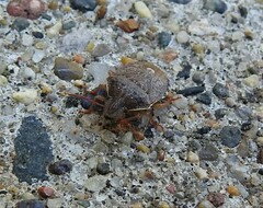 Holcostethus abbreviatus