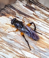 Chalcosyrphus curvaria