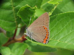 Satyrium titus