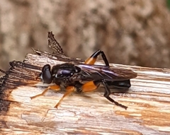 Chalcosyrphus curvaria