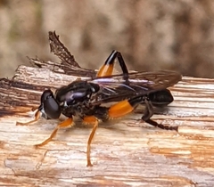 Chalcosyrphus curvaria