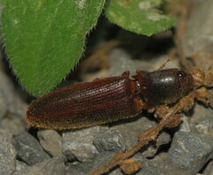 Athous cucullatus