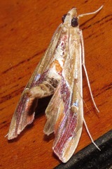 Agathodes designalis