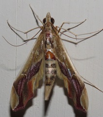 Agathodes designalis