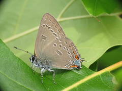 Satyrium edwardsii
