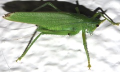 Copiphora brevicauda