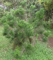 Darwiniothamnus tenuifolius