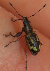 Galapaganus howdenae