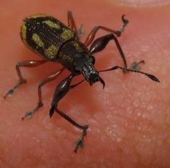 Galapaganus howdenae