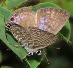 Leptotes parrhasioides