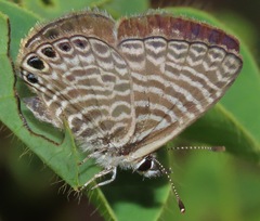 Leptotes parrhasioides