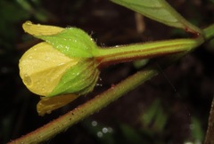 Ludwigia erecta