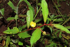 Ludwigia erecta