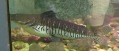 Pseudoplatystoma