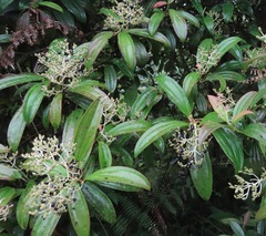 Miconia robinsoniana
