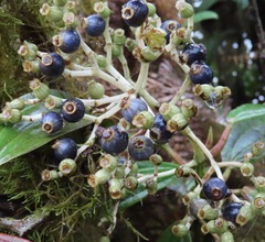 Miconia robinsoniana