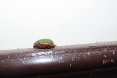 Coleoptera