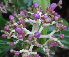 Miconia robinsoniana