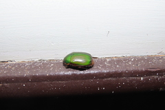 Coleoptera