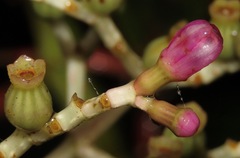 Miconia robinsoniana
