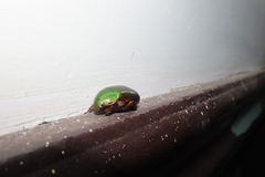 Coleoptera