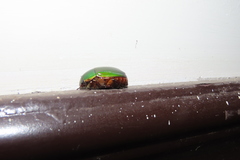 Coleoptera