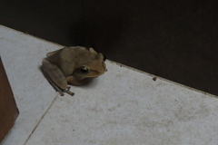 Polypedates maculatus