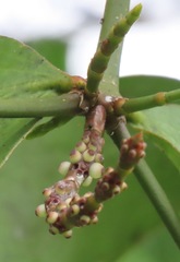 Phoradendron berteroanum