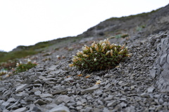 Epilobium vernicosum