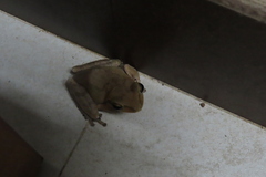 Polypedates maculatus