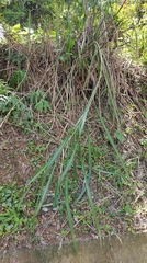 Miscanthus floridulus