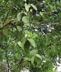 Phoradendron berteroanum