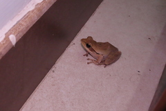 Polypedates maculatus